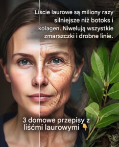 liscie laur