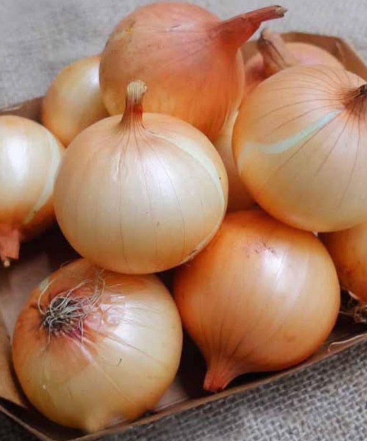 cebula
