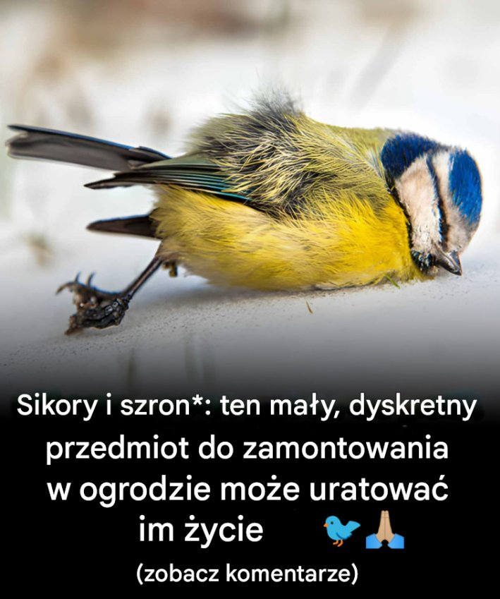 sikora