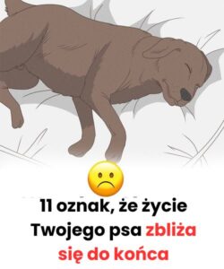 11 oznak