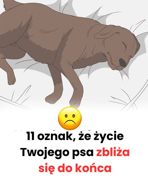 11 oznak