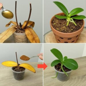 orchidea