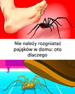 pajak