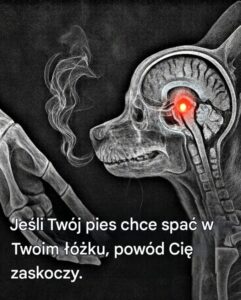 pies