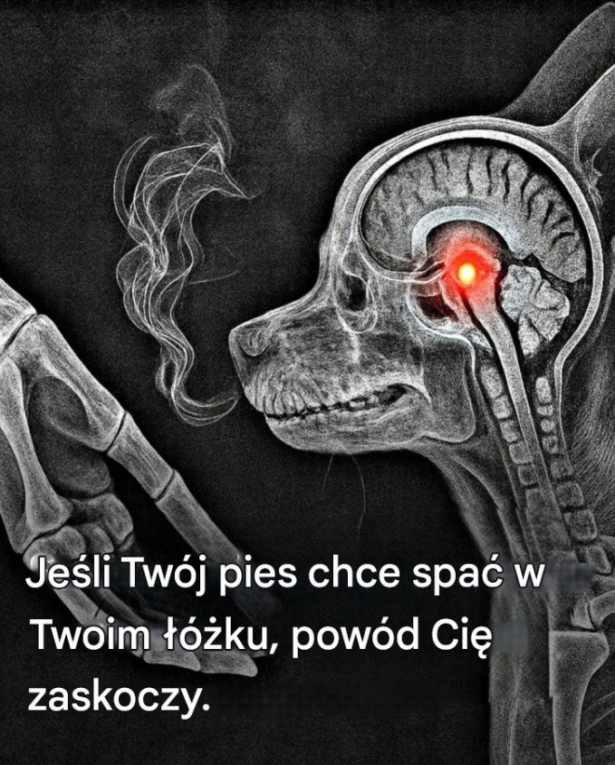pies