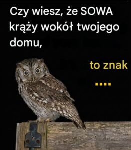 sowa