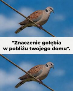 golab