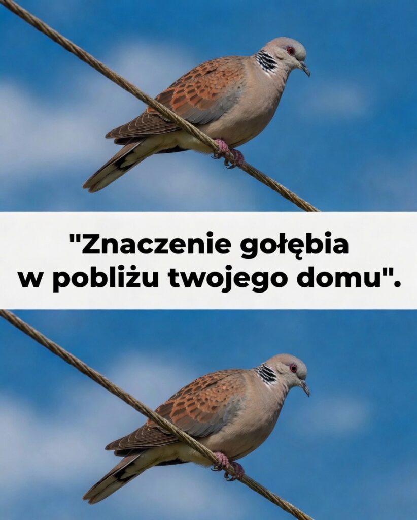 golab