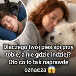 Twój pies śpi z tobą, a ty nie wiesz dlaczego? Powód cię zaskoczy.
