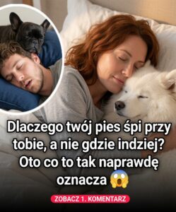 pies