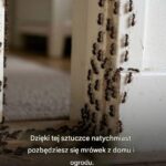 Dzięki temu trikowi pozbędziesz się mrówek z domu