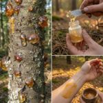 Naturalna żywica drzewna: do czego się nadaje i gdzie się ją stosuje